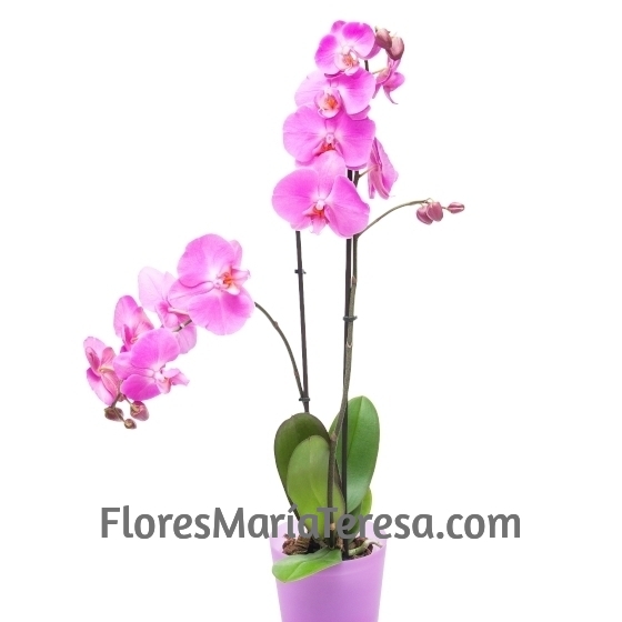 Orquídea Phalaenopsis