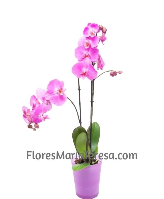 Orquídea Phalaenopsis