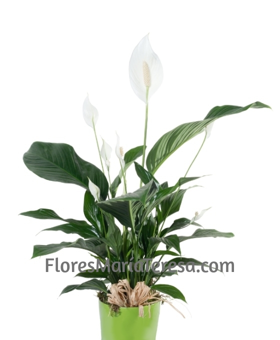 Planta Spathiphyllum