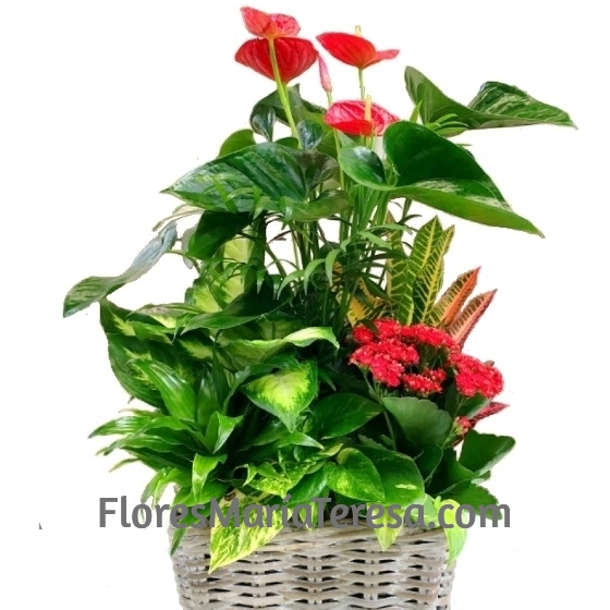 Cesta Plantas Variadas