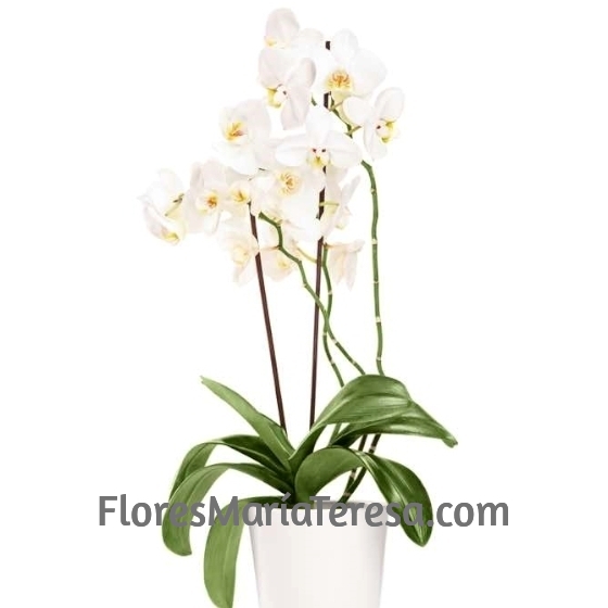 Orquídea Blanca plata