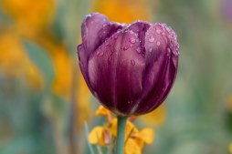 Flores para condolencias Flores para funeral, flores para difuntos, flores funerarias, centros de flores para entierros, flores condolencias, Tanatorio Santo Domingo de la Calzada y Ezcaray, Centros funerarios flores